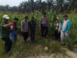 KAWAL KETAHANAN PANGAN, POLSEK KANDIS DAMPINGI PETANI JAGUNG