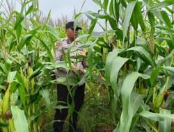 Polsek Kandis Hadir di Tengah Ladang, Tanaman Jagung Dikawal Demi Swasembada Pangan