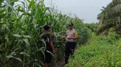 Kapolsek Kandis Apresiasi Kolaborasi Bhabinkamtibmas dan Petani, Perkuat Ketahanan Pangan