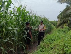 Kapolsek Kandis Apresiasi Kolaborasi Bhabinkamtibmas dan Petani, Perkuat Ketahanan Pangan