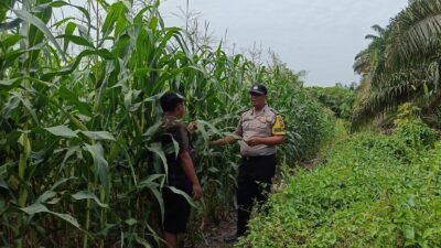 Kapolsek Kandis Apresiasi Kolaborasi Bhabinkamtibmas dan Petani, Perkuat Ketahanan Pangan