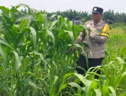 Polsek Kandis dan Petani Bersinergi, Jaga Jagung Tetap Tumbuh untuk Ketahanan Pangan