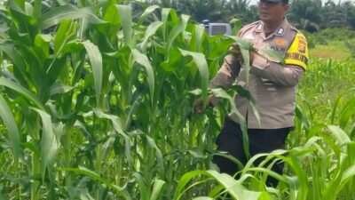 Polsek Kandis dan Petani Bersinergi, Jaga Jagung Tetap Tumbuh untuk Ketahanan Pangan