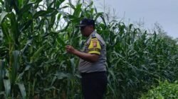 Polsek Kandis Kawal Ketahanan Pangan, Polisi Turun Langsung ke Tengah Lahan Jagung