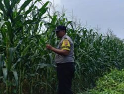 Polsek Kandis Kawal Ketahanan Pangan, Polisi Turun Langsung ke Tengah Lahan Jagung