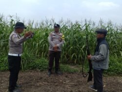 Dari Ladang Kandis, Harapan Swasembada Pangan Terus Tumbuh