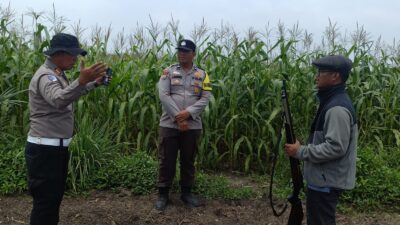 Dari Ladang Kandis, Harapan Swasembada Pangan Terus Tumbuh