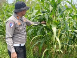 Polsek Kandis Turun ke Ladang, Kawal Jagung Jambai Makmur Menuju Swasembada Pangan