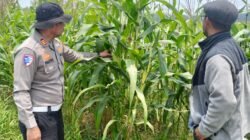 Polsek Kandis Cek Tanaman Jagung, Perkuat Komitmen Dukung Swasembada Pangan Nasional