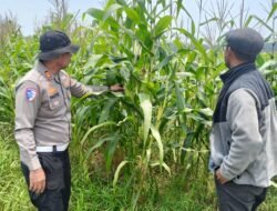 Polsek Kandis Cek Tanaman Jagung, Perkuat Komitmen Dukung Swasembada Pangan Nasional