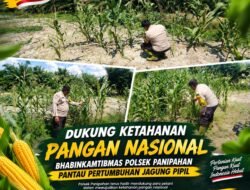 Dukung Ketahanan Pangan Nasional, Bhabinkamtibmas Polsek Panipahan Pantau Pertumbuhan Jagung Pipil