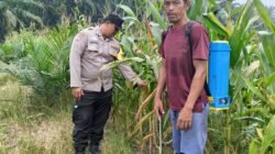 Polsek Kandis Hadir di Tengah Petani, Kawal Ketahanan Pangan dan Swasembada Pangan Nasional