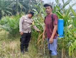 Polsek Kandis Hadir di Tengah Petani, Kawal Ketahanan Pangan dan Swasembada Pangan Nasional