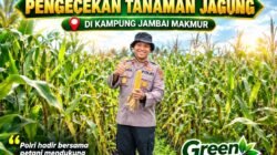 Kapolsek Kandis Cek Tanaman Jagung di Kampung Jambai Makmur, Dukung Ketahanan Pangan Nasional