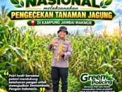 Kapolsek Kandis Cek Tanaman Jagung di Kampung Jambai Makmur, Dukung Ketahanan Pangan Nasional