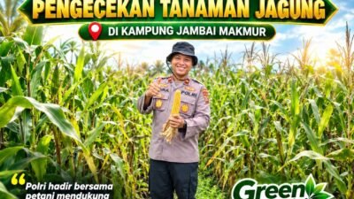 Kapolsek Kandis Cek Tanaman Jagung di Kampung Jambai Makmur, Dukung Ketahanan Pangan Nasional