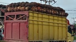 Aksi Nekat Truk Sawit ODOL Melintas Saat Jam Sibuk Ancam Keselamatan Warga
