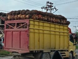 Aksi Nekat Truk Sawit ODOL Melintas Saat Jam Sibuk Ancam Keselamatan Warga